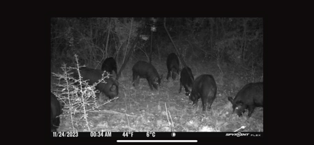 Marion County Hunting Land with Timber Potential - image 10