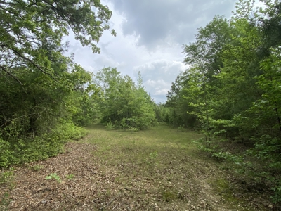 Marion County Hunting Land with Timber Potential - image 32