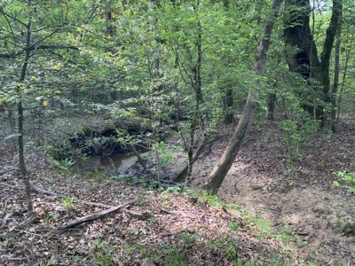 Marion County Hunting Land with Timber Potential - image 29