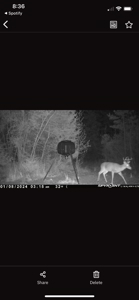 Marion County Hunting Land with Timber Potential - image 4