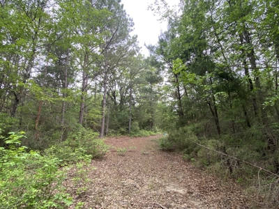 Marion County Hunting Land with Timber Potential - image 1