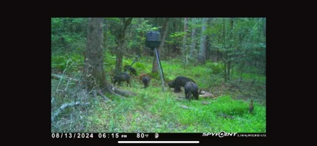 Marion County Hunting Land with Timber Potential - image 7