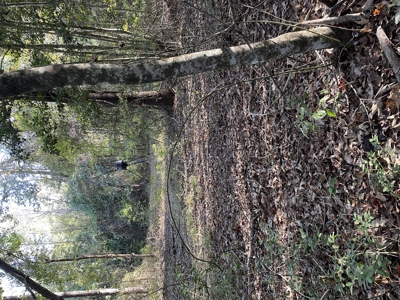 Marion County Hunting Land with Timber Potential - image 45