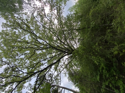 Marion County Hunting Land with Timber Potential - image 26
