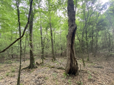 Marion County Hunting Land with Timber Potential - image 33