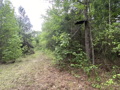 Marion County Hunting Land with Timber Potential - image 34