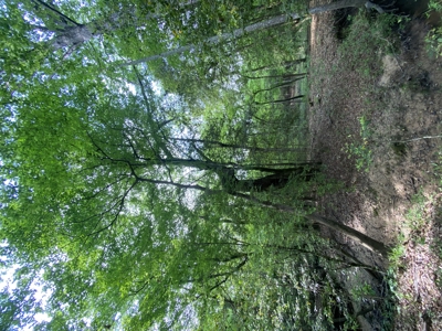 Marion County Hunting Land with Timber Potential - image 28