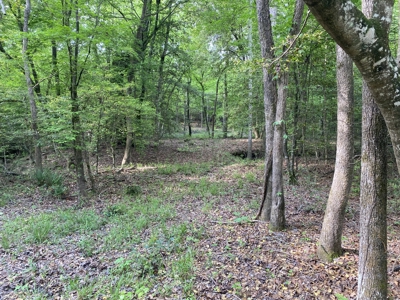 Marion County Hunting Land with Timber Potential - image 40