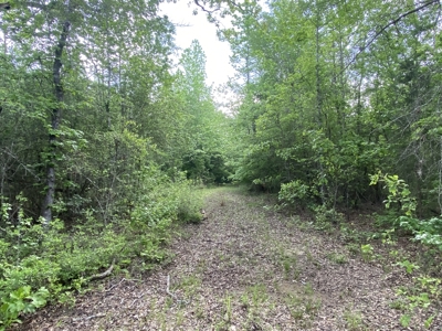 Marion County Hunting Land with Timber Potential - image 31