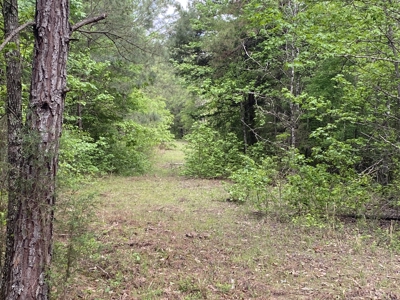 Marion County Hunting Land with Timber Potential - image 12