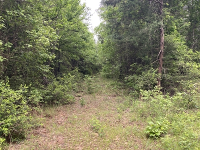 Marion County Hunting Land with Timber Potential - image 17