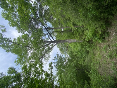 Marion County Hunting Land with Timber Potential - image 24