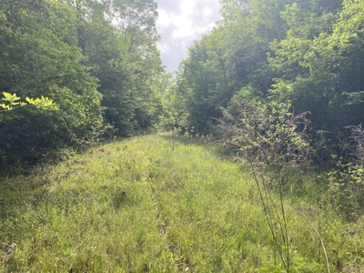 Marion County Hunting Land with Timber Potential - image 42