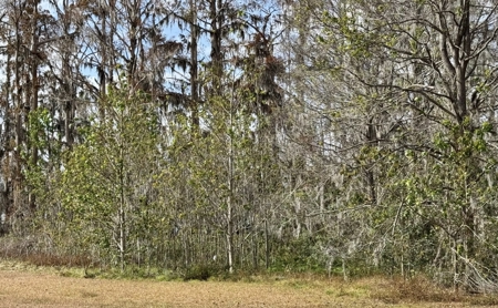 Lot For Sale in Hamilton County, FL - image 12