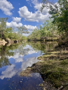 Riverfront Property For Sale in Madison County, FL! - image 4