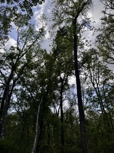 Riverfront Property For Sale in Madison County, FL! - image 27