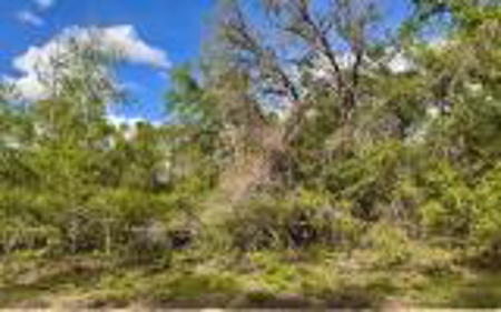 Acreage For Sale in Madison County, FL! - image 19