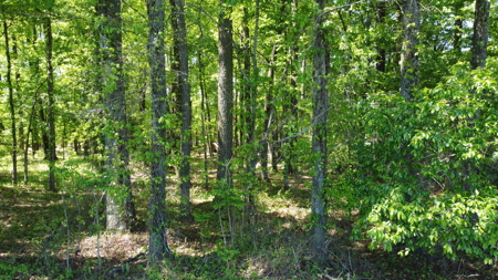 Prime 364-Acre Hunting Land with Creek & ATV Trails! - image 49