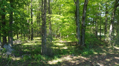 Prime 364-Acre Hunting Land with Creek & ATV Trails! - image 37