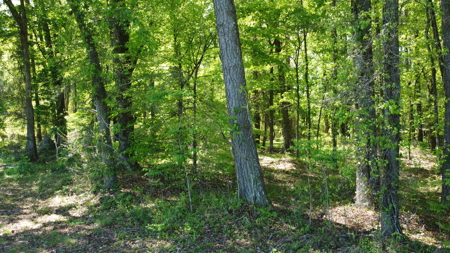 Prime 364-Acre Hunting Land with Creek & ATV Trails! - image 36