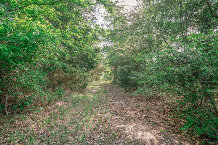 Twin Pine Ranch, An Exceptional East Texas Ranch Property - image 18