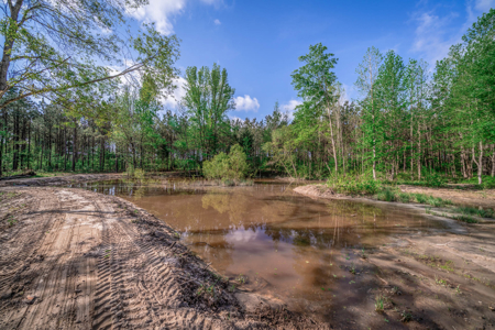 Twin Pine Ranch, An Exceptional East Texas Ranch Property - image 12