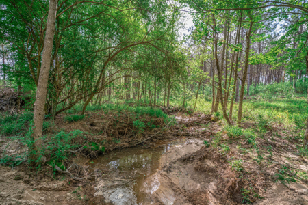 Twin Pine Ranch, An Exceptional East Texas Ranch Property - image 17