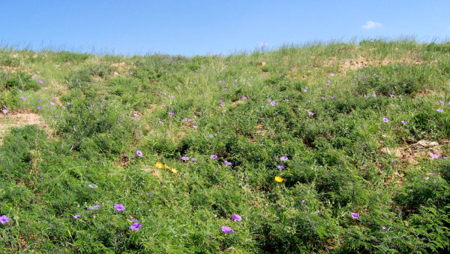 Custom Home Lots at Red Hawk J-6 Ranch – Bid Online by May 22! - image 3