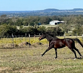 Horse Property For Sale in Gatesville Texas Coryell County - image 33