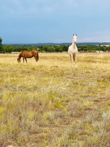 Horse Property For Sale in Gatesville Texas Coryell County - image 36