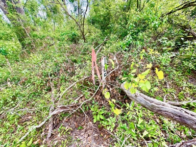 Land For Sale In Lafayette County By The River!!! - image 2