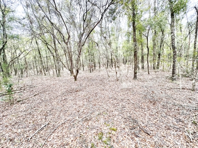 Land For Sale By The Suwannee River In Lafayette County!!! - image 1