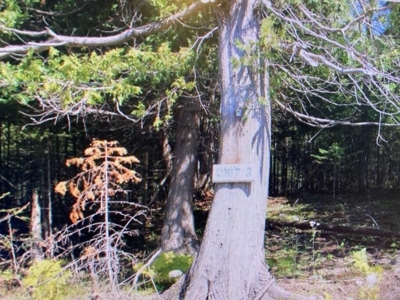 River view land for sale on Drummond Island! - image 2