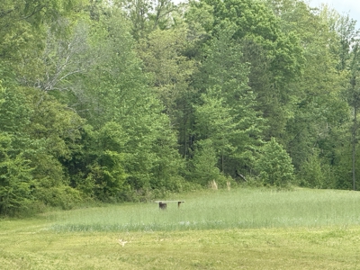 Country Home And Land For Sale In North Central Arkansas - image 45