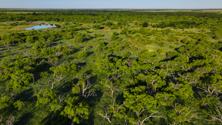 Gorgeous 355 acres of Hunting and Ranch Land in Archer County TX - image 6