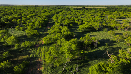 Gorgeous 355 acres of Hunting and Ranch Land in Archer County TX - image 11