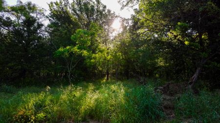 Gorgeous 355 acres of Hunting and Ranch Land in Archer County TX - image 23
