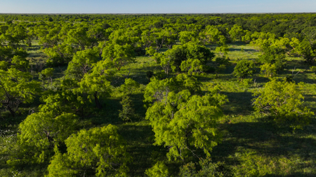 Gorgeous 355 acres of Hunting and Ranch Land in Archer County TX - image 17