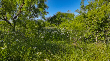 Gorgeous 355 acres of Hunting and Ranch Land in Archer County TX - image 38