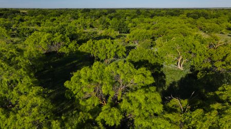 Gorgeous 355 acres of Hunting and Ranch Land in Archer County TX - image 12