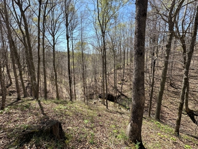 Unrestricted Land in Albany, Kentucky - image 25