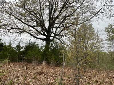 250 Acre River Crest Subdivision on Bull Shoals Lake - image 12