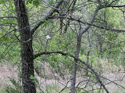 250 Acre River Crest Subdivision on Bull Shoals Lake - image 11
