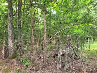 Wooded 6 Acres For Sale in Clarksville TX, Red River County TX - image 12