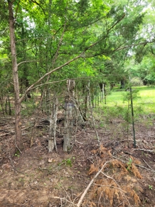 Wooded 6 Acres For Sale in Clarksville TX, Red River County TX - image 2