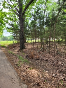 Wooded 6 Acres For Sale in Clarksville TX, Red River County TX - image 11