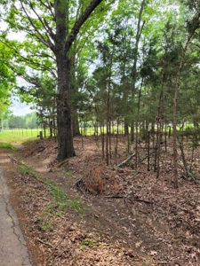 Wooded 6 Acres For Sale in Clarksville TX, Red River County TX - image 9
