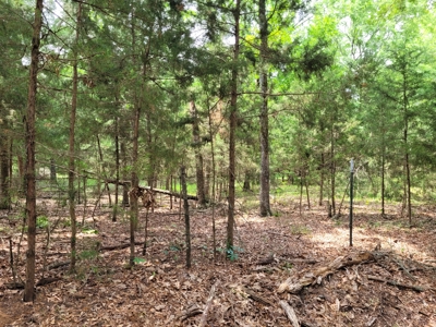 Wooded 6 Acres For Sale in Clarksville TX, Red River County TX - image 5