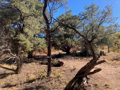 Big Mountain Views Lot for Sale in Ridgway Colorado - image 13
