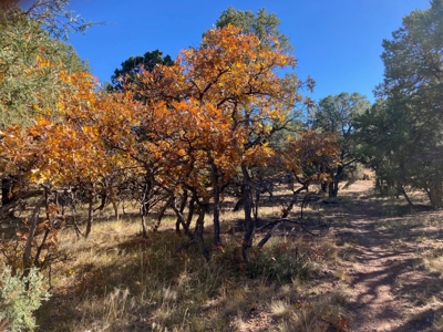 Big Mountain Views Lot for Sale in Ridgway Colorado - image 4
